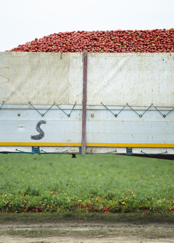 pomodori-da-industria-raccolti-fotografia-reportage