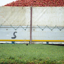 pomodori-da-industria-raccolti-fotografia-reportage