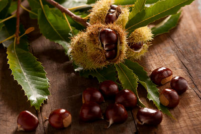 castagne fresche appena raccolte