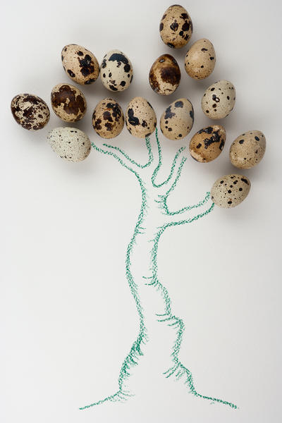 albero delle quaglie